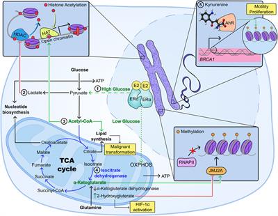 Hypoxia-induced epigenetic regulation of breast cancer progression and the tumour microenvironment